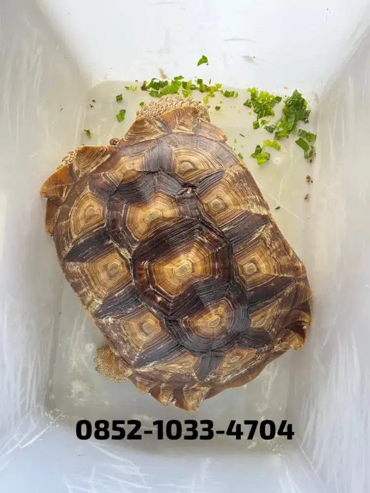 SULCATA BETINA SIZE 47,5CM