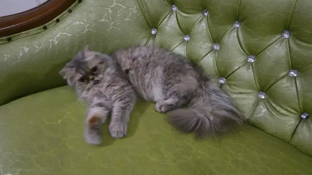 Kucing exo longhair, usia 1 tahun..gemoy