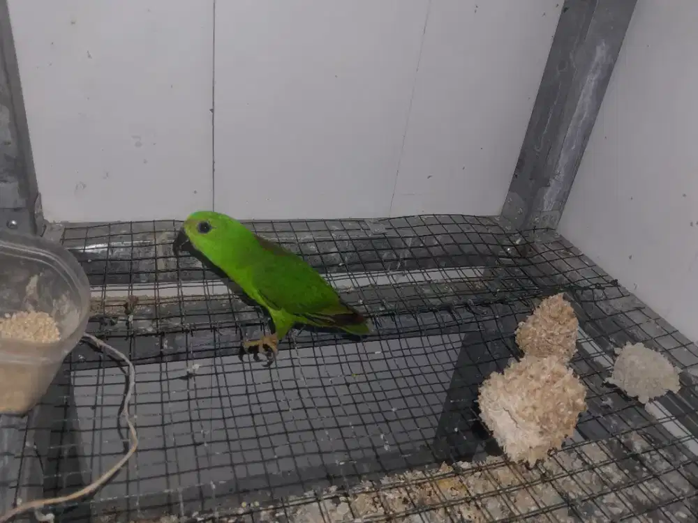 Masteran murai batu Dll Rajin