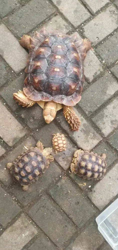 BU kura2 sulcata hewan jinak sehat wal'afiat