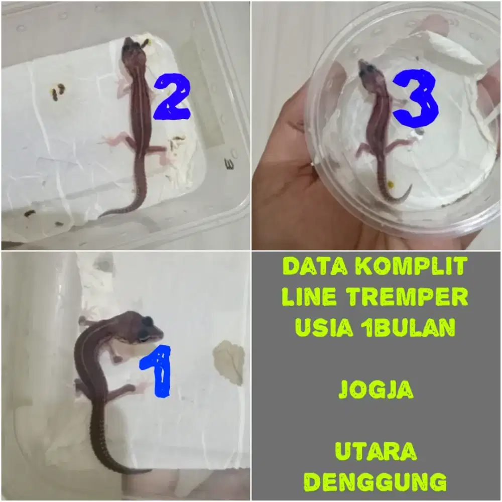 Leopard Gecko ciamik