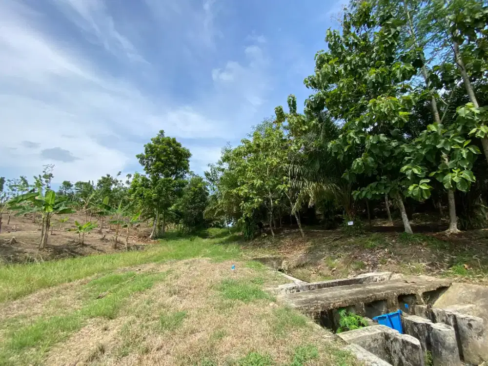 Dijual Tanah SHM di Desa Sukamulya, Kec. Cikeusik, Kab. Pandeglang