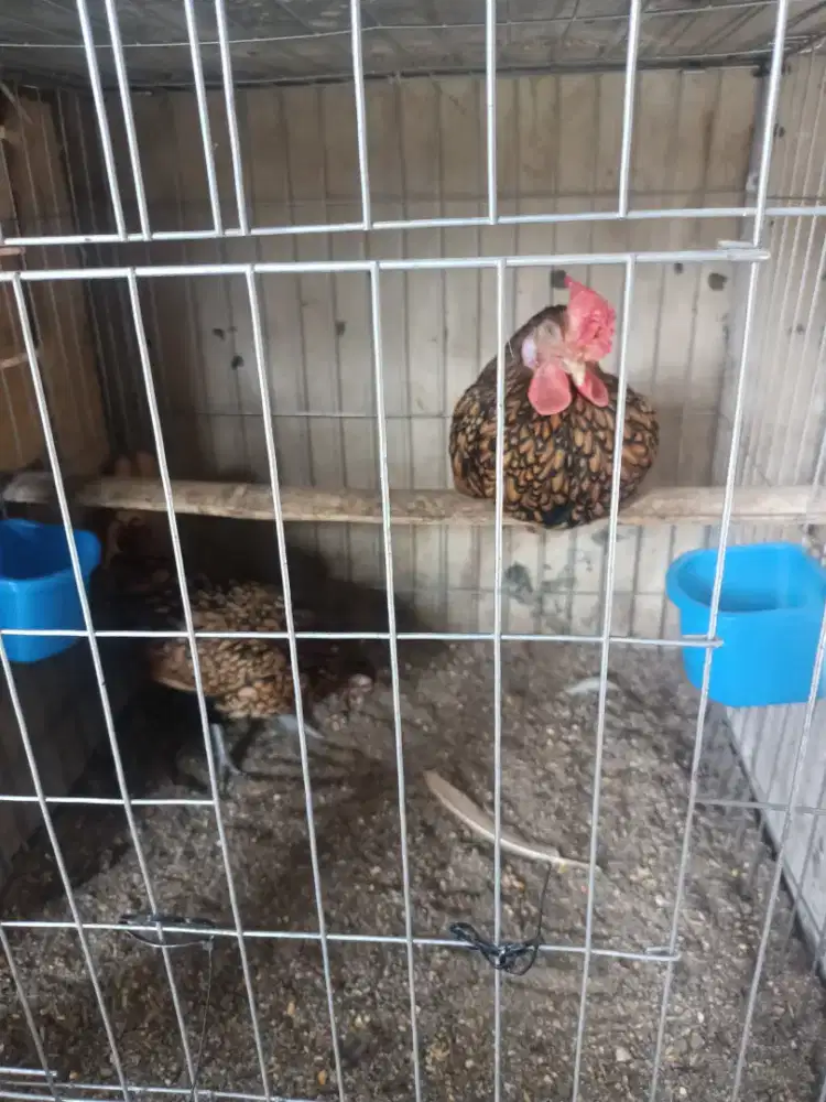 Ayam batik Kanada  sepasang