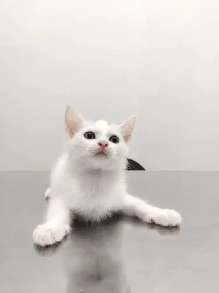 kucing putih anggora