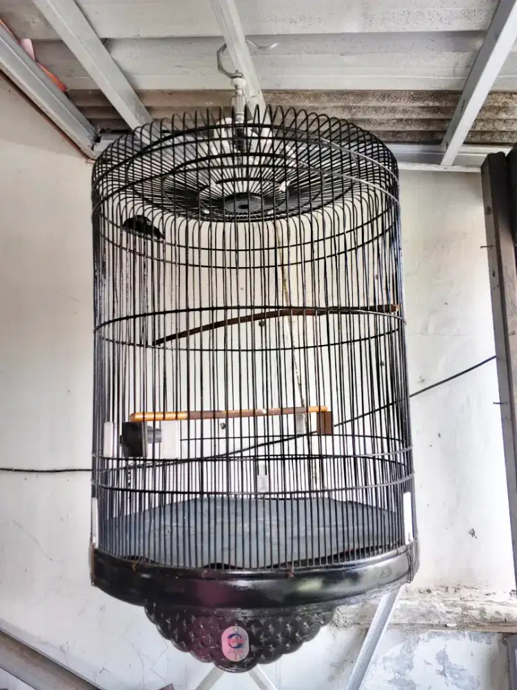 Sangkar murai Ebod no 1 masih joss