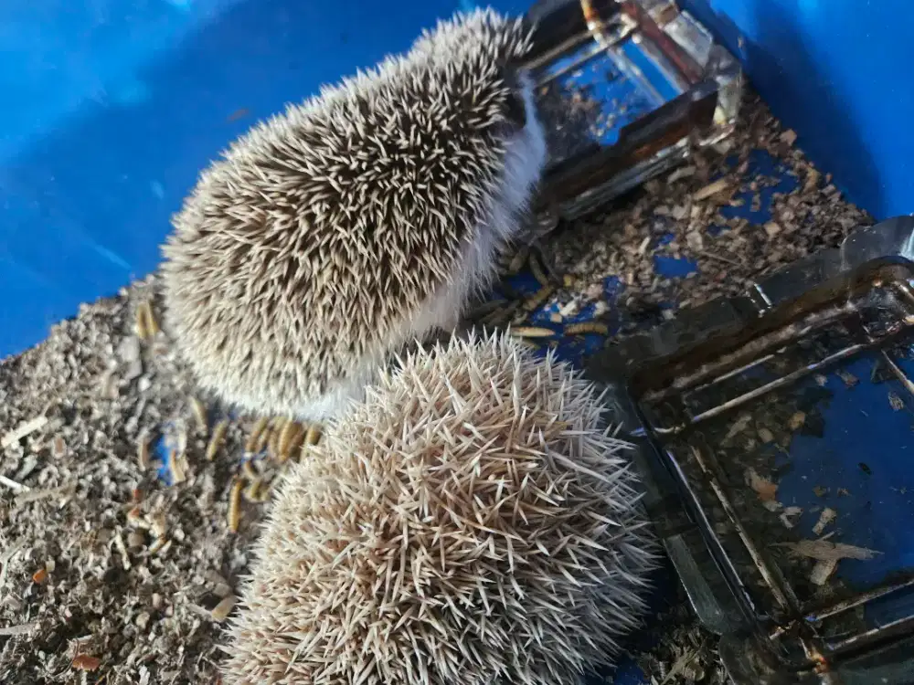 Landak mini sepasang