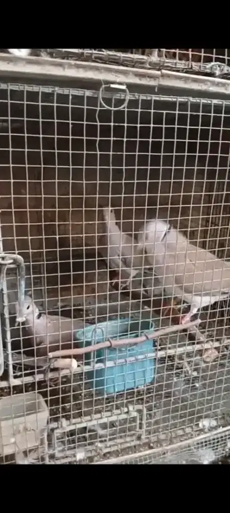 Burung Puter Borongan 3 ekor 120 ribu pas