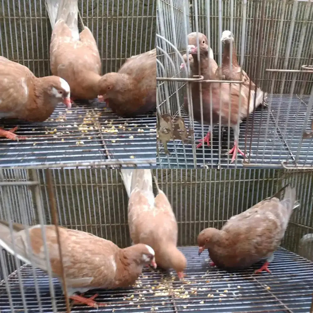 Merpati bujangan 3ekor + piyik