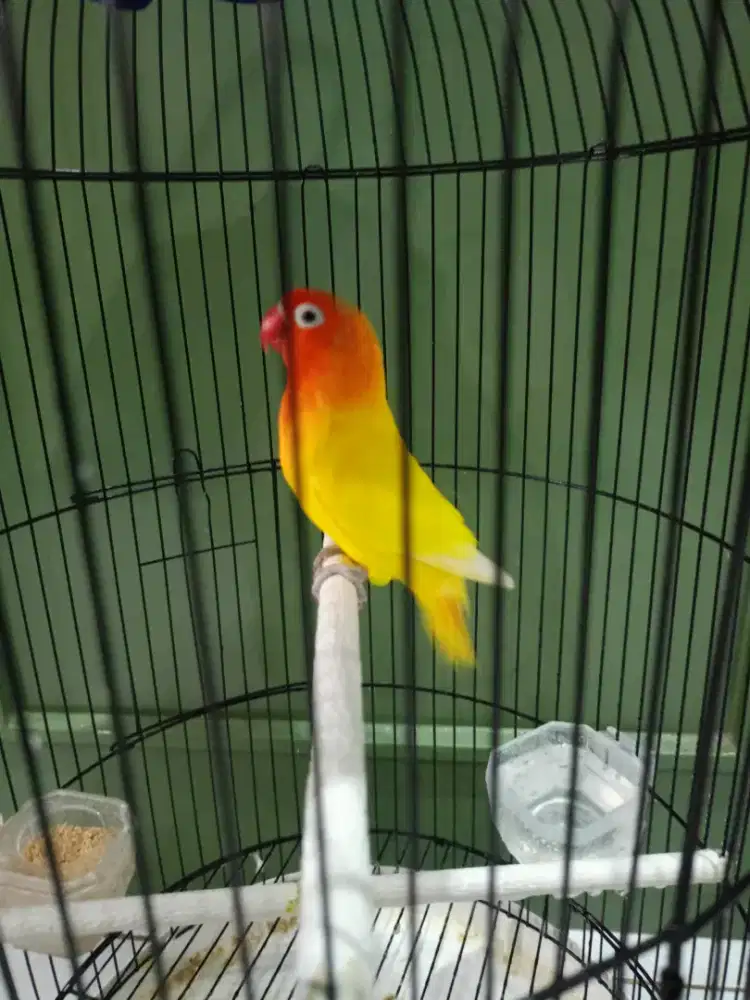 Burung love bird jenis lutino mata hitam