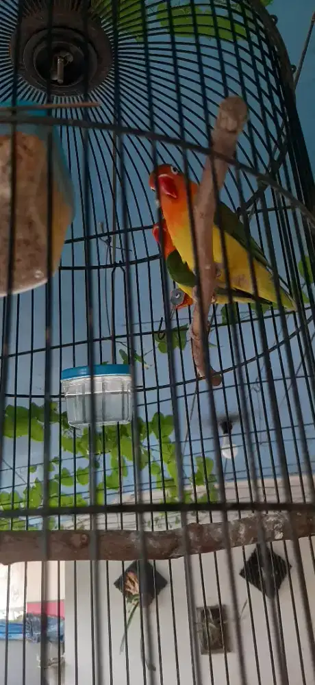 Burung Love Bird LB Lovebird