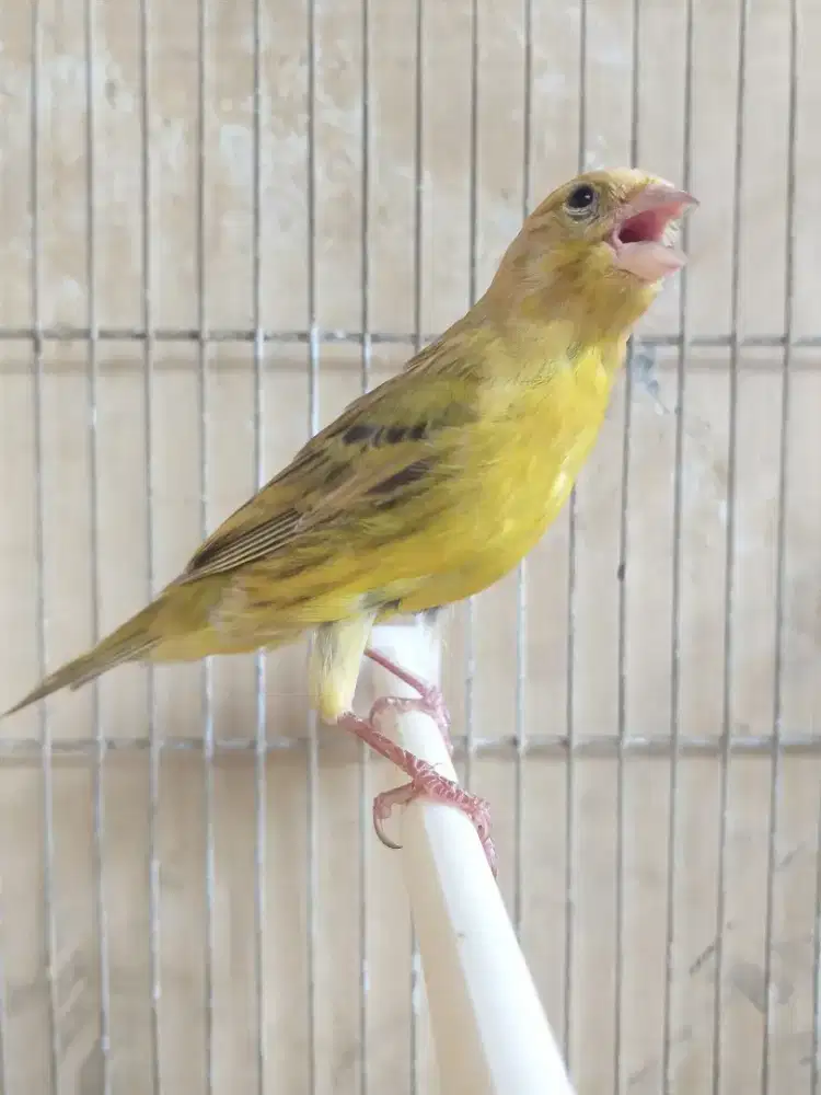 Kenari Yellow Agate Betina