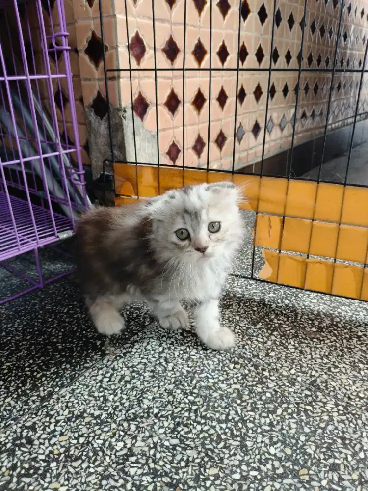Kitten Scottish fold betina