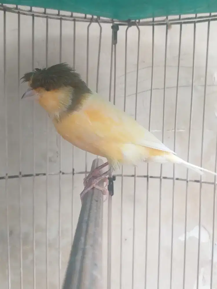 Kenari Spanish Timbrado x Gloster Corona Gacor