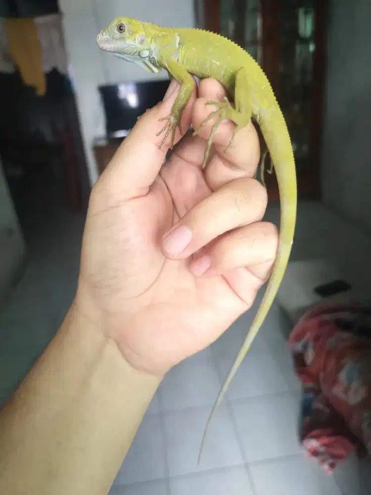 Iguana green hypo baby up