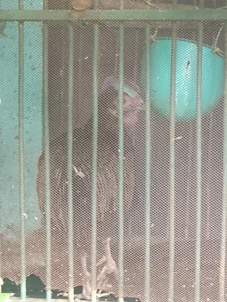 JUAL CEPAT SEPASANG AYAM ALAS