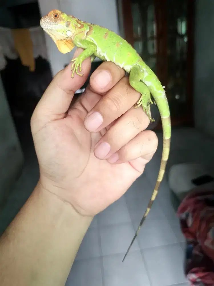 Iguana anakan baby up super red