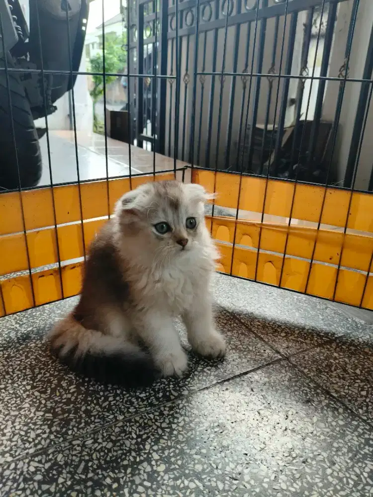 Kitten Scottish fold longhire