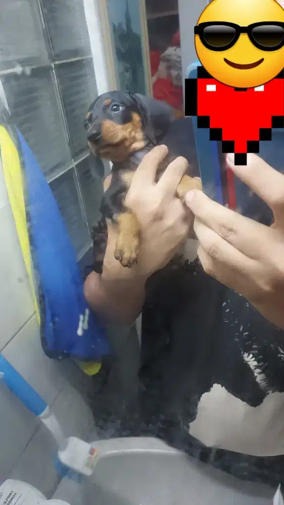 Anak Anjing Tekel Betina