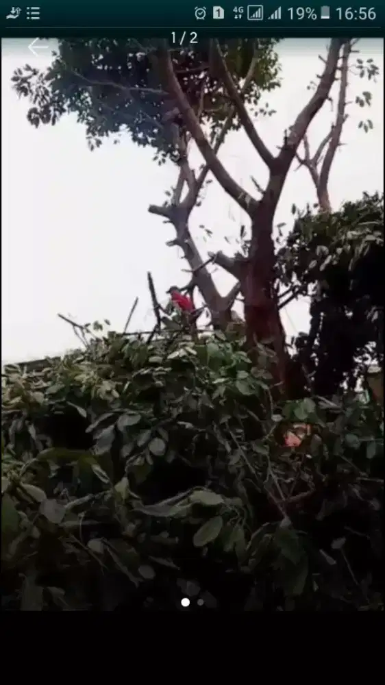 Jasa tebang pohon
