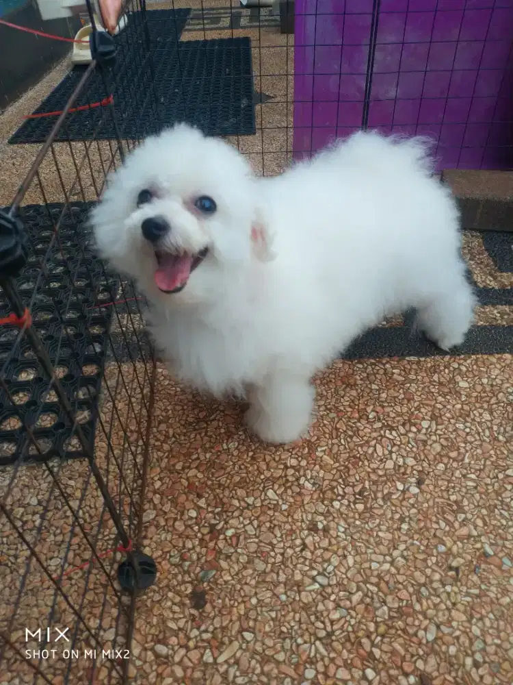 Calon indukan Super mini Bichon frise