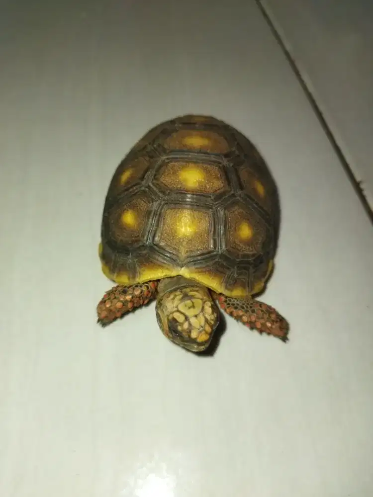 Redfoot (kaki merah)