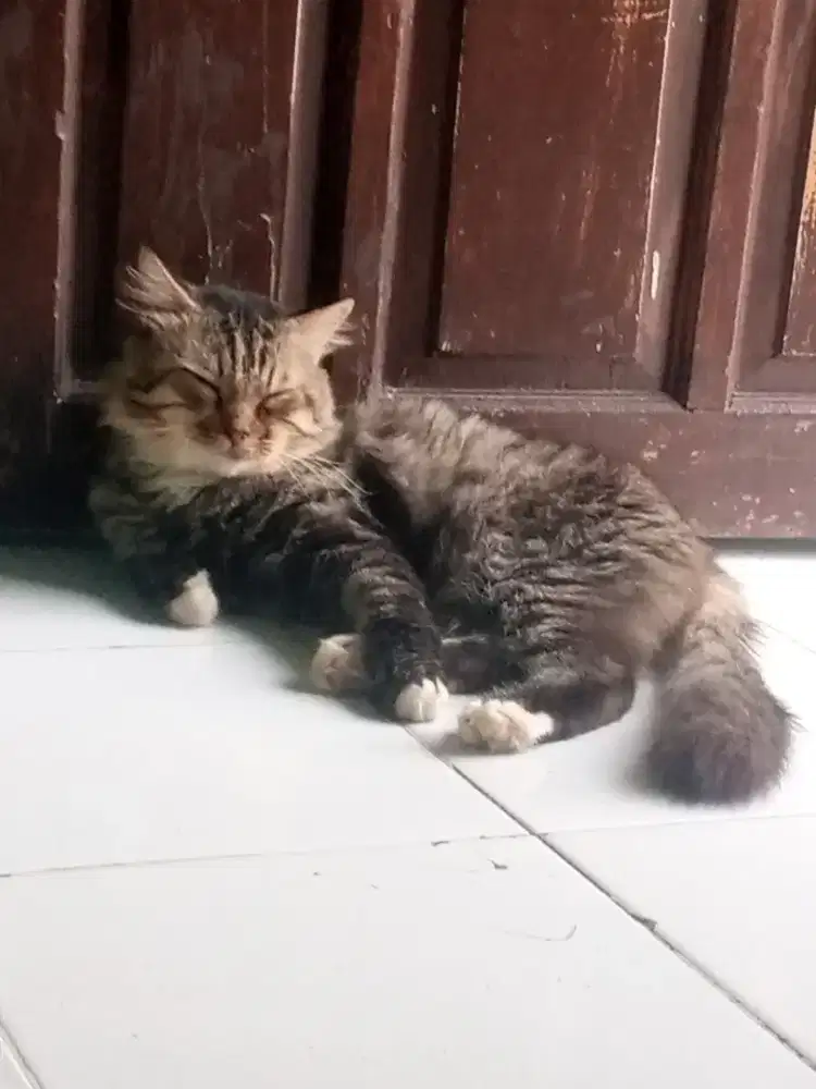 Kucing Persia bisa nego
