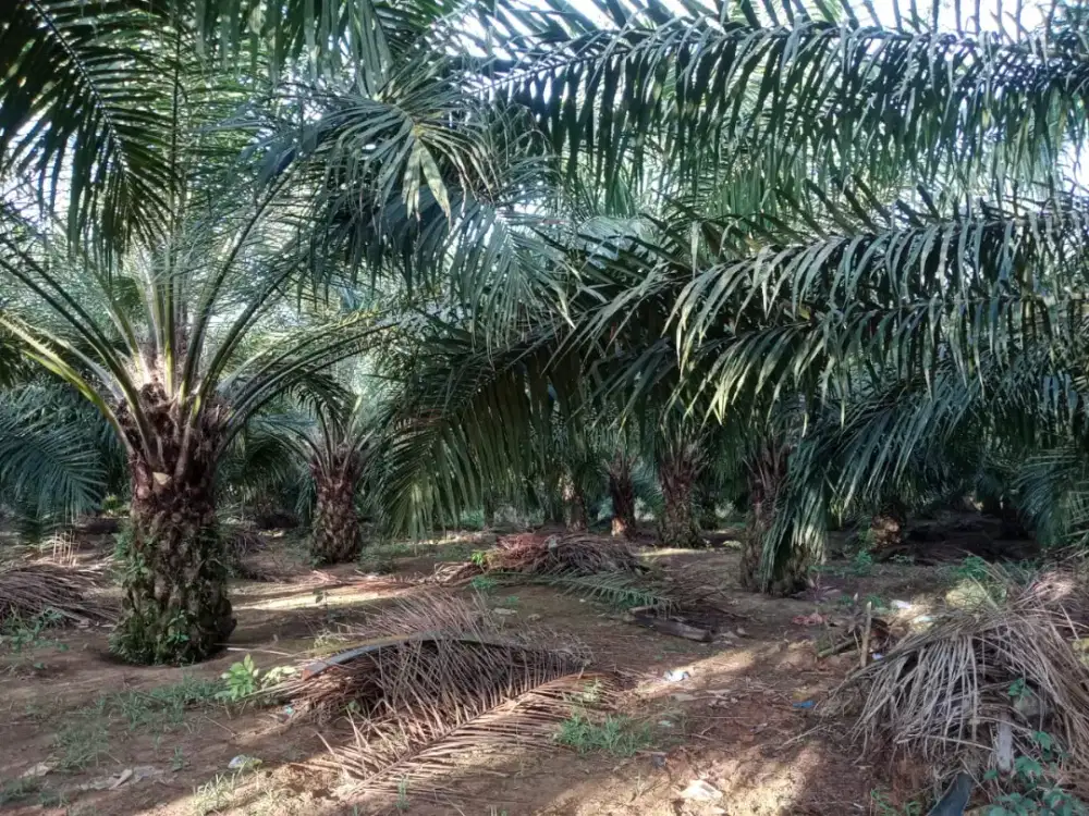 Lowongan Perkebunan Kelapa Sawit Kalimantan