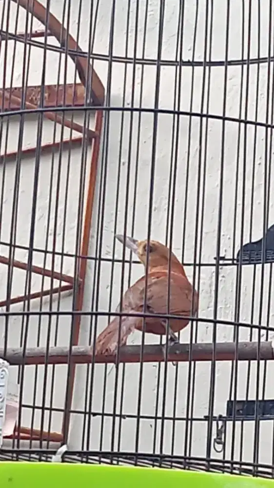 Burung cak emas burja