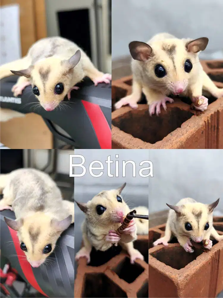 Sugar Glider sepasang mosaik dan brown SG jinak banget