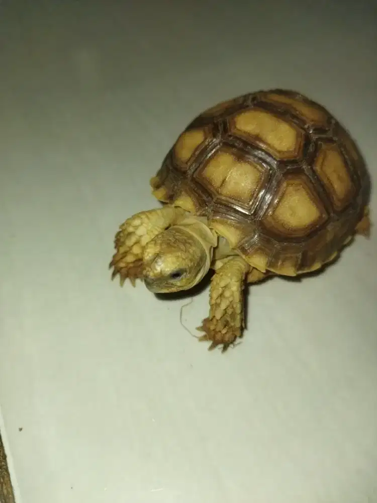 Sulcata Over Scute