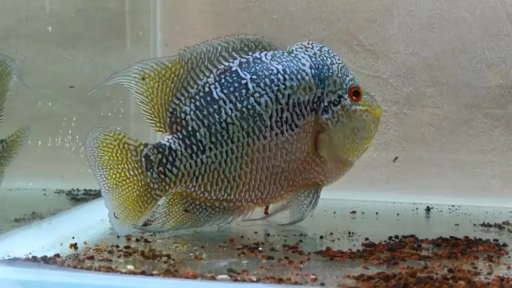 Ikan louhan cencu luges full mutiara