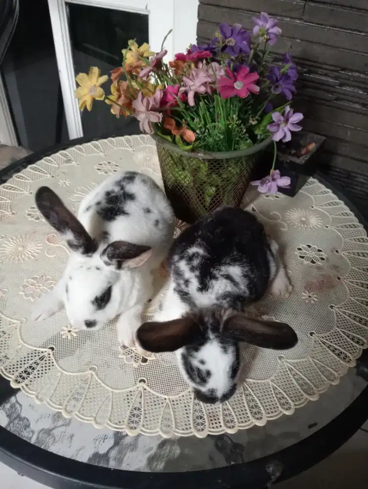 Kelinci hias lucu sehat