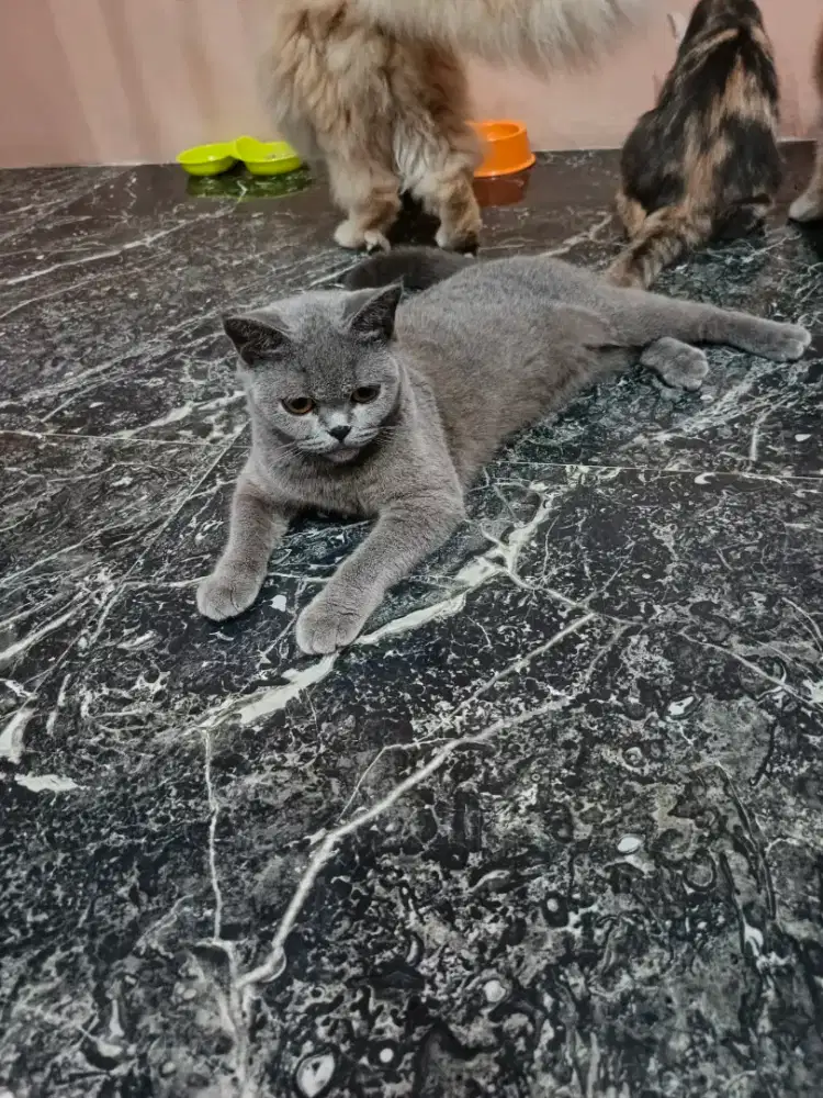 Kucing Pure BSH Non Ped