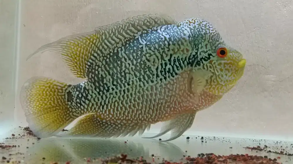 Ikan louhan cencu luges full mutiara