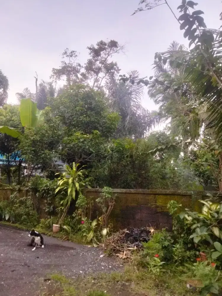 Dijual tanah di jalan blumbungan dekat green school