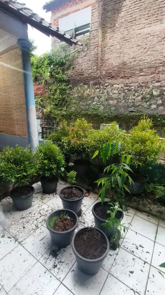 Pot dan tanaman pucuk merah