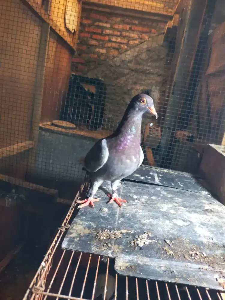 Burung dara/merpati balap