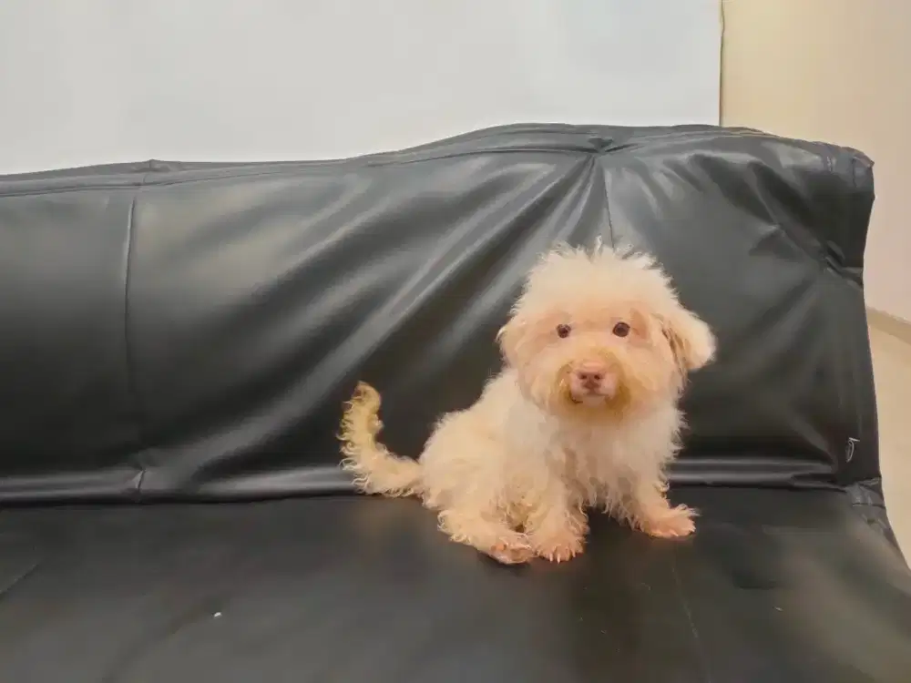 Maltipo calon indukan