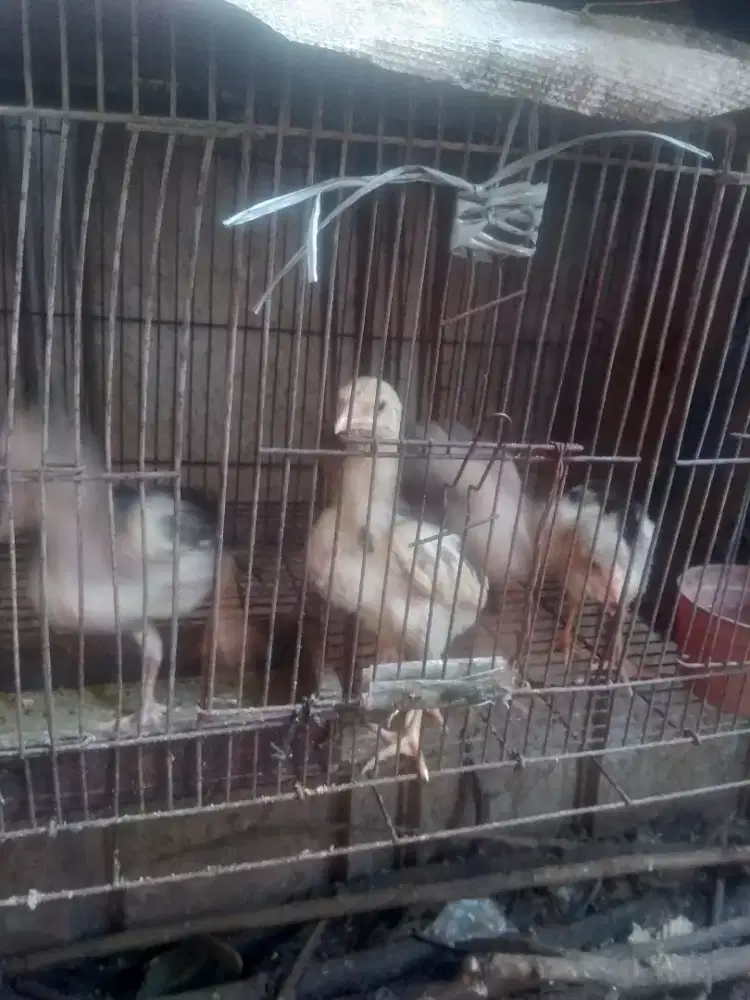 Anak ayam Bangkok borongan 4 ekor