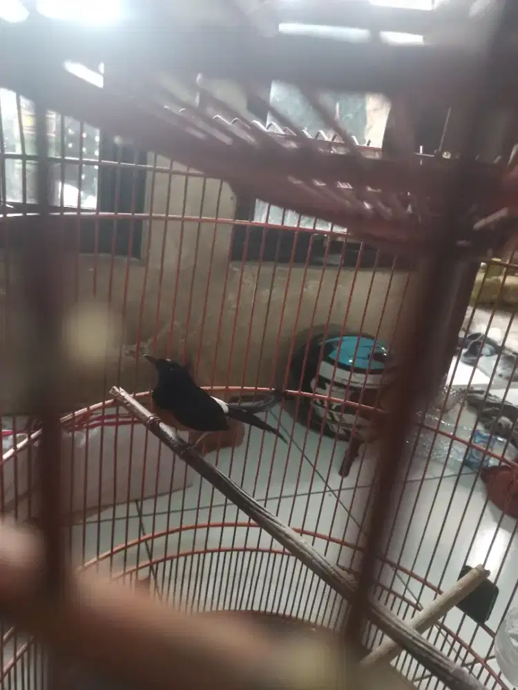 Di Jual Burung Murai
