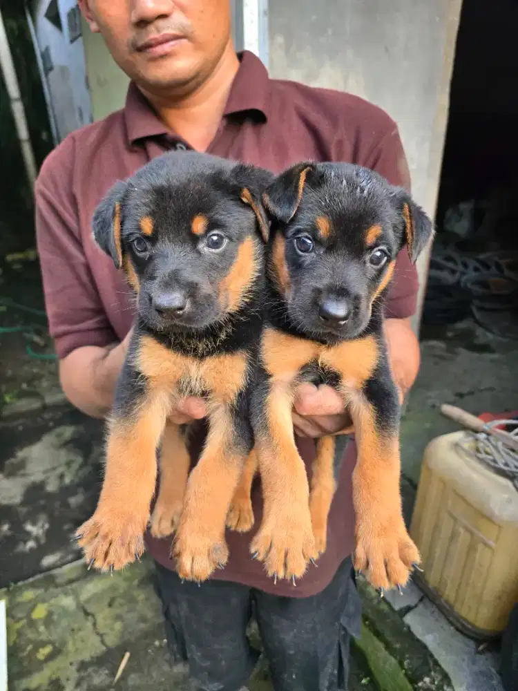 Rottweiler jantan betina