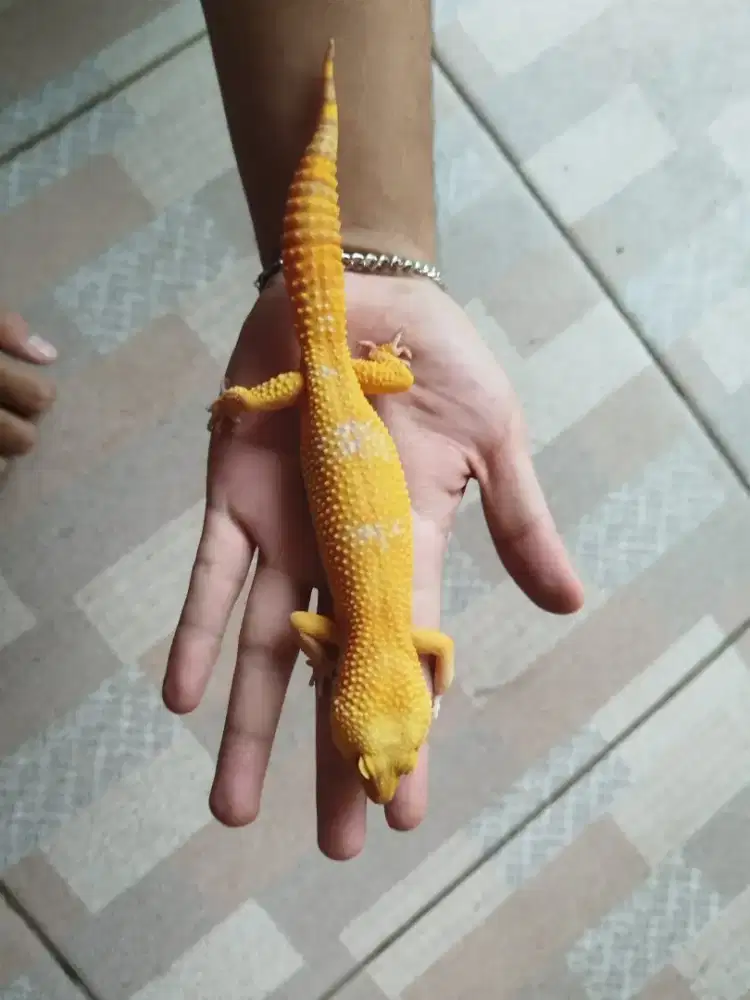 leopard gecko jumbo