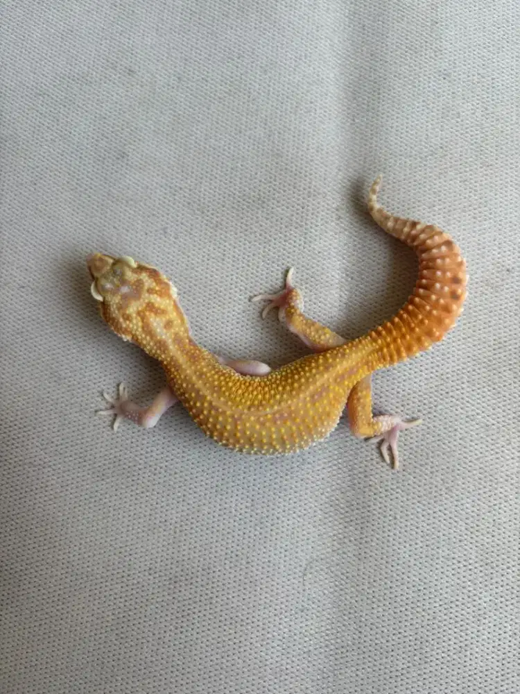 leopard gecko cerah
