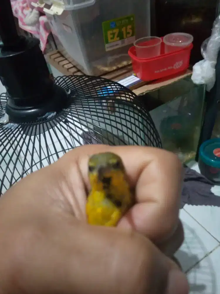 Sogon trotol dah bunyi fullset