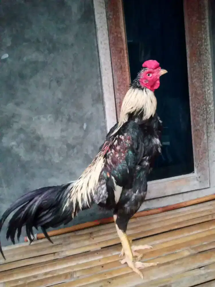 Ayam bangkok pacekan jalu