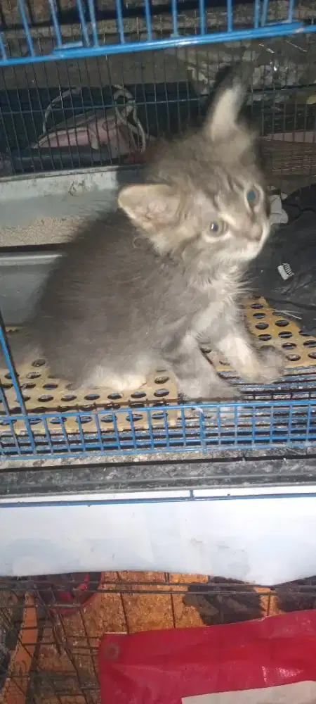 Kitten 1,5 bulanan jantan
