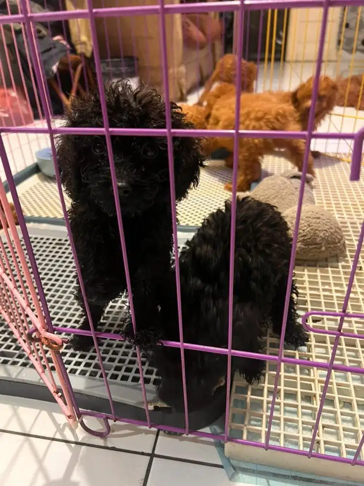 Jual poodle tiny