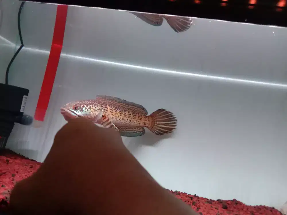 Channa Auranti Wc 25cm