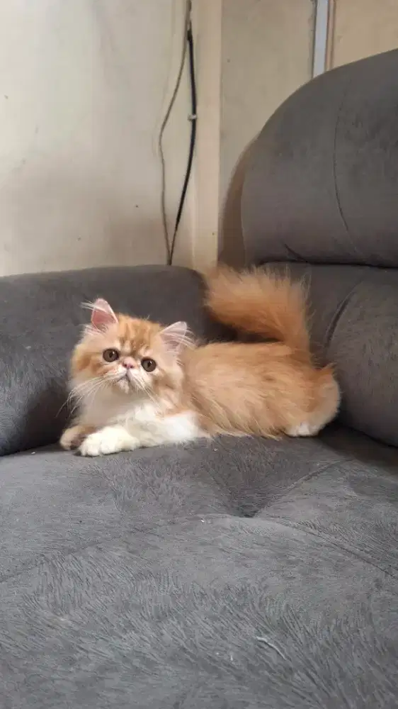 Kucing peaknose jantan