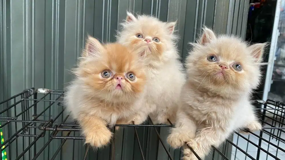 Kitten peaknose borongan